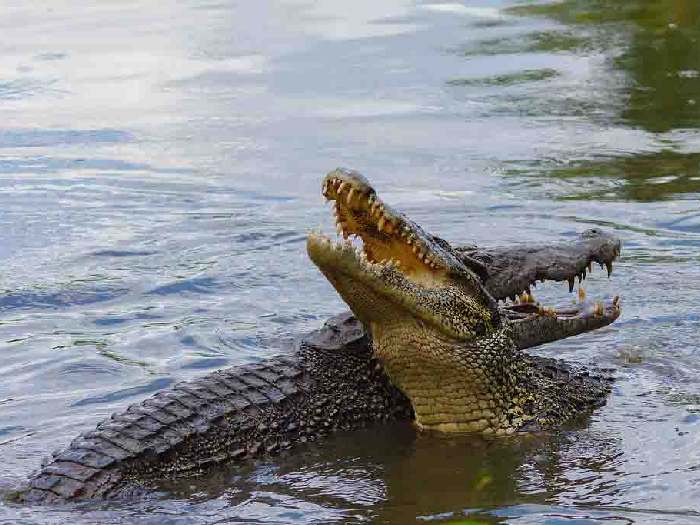 Встреча крокодилов